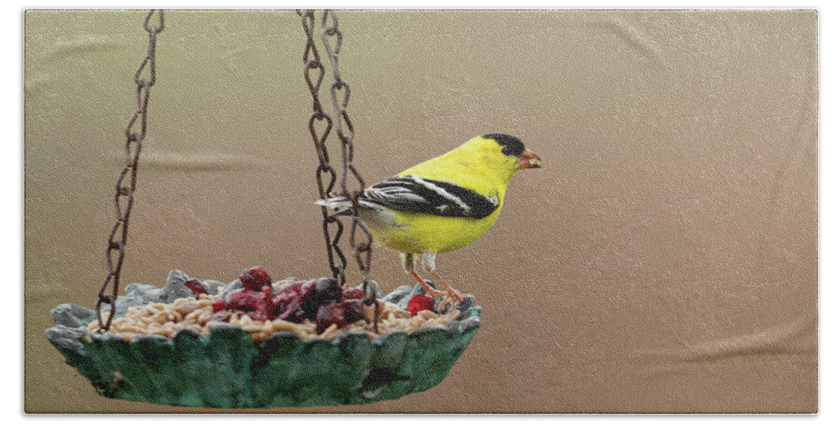 American Goldfinch Bath Towel featuring the photograph America Goldfinch by Holden The Moment