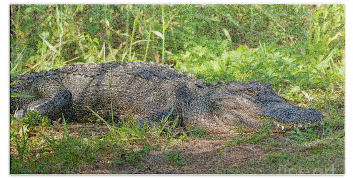 Alligator Hand Towel featuring the photograph American Alligator Resting by Judy Kay