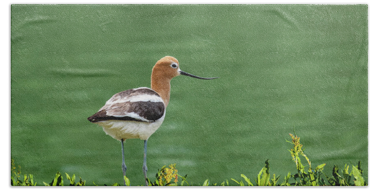 American Avocet Bath Towel featuring the photograph American Avocet by Jeff Goulden
