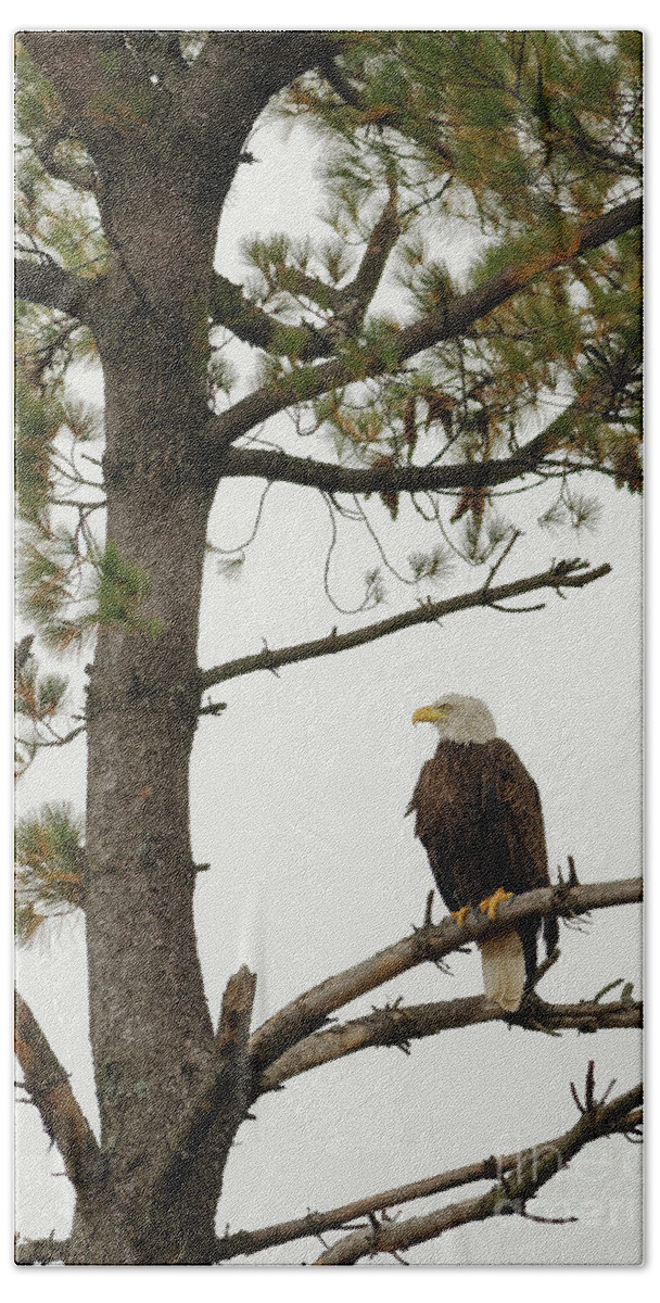 Minnesota Bath Towel featuring the photograph American Bald Eagle Watch by Natural Focal Point Photography