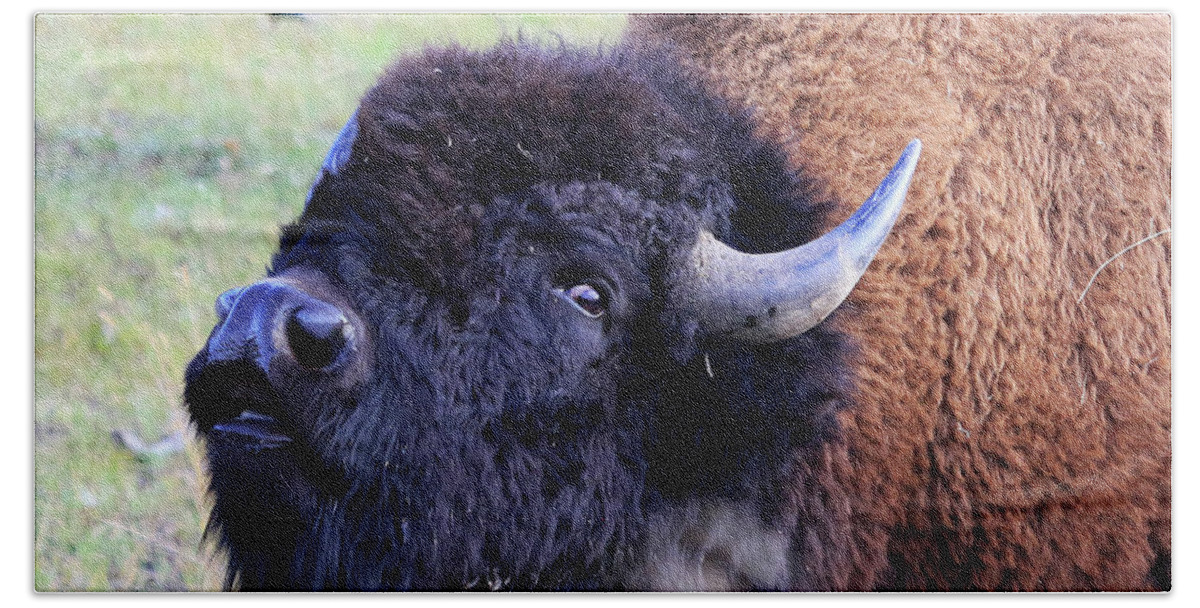 American Bison Bath Towel featuring the photograph American Bison by Shixing Wen