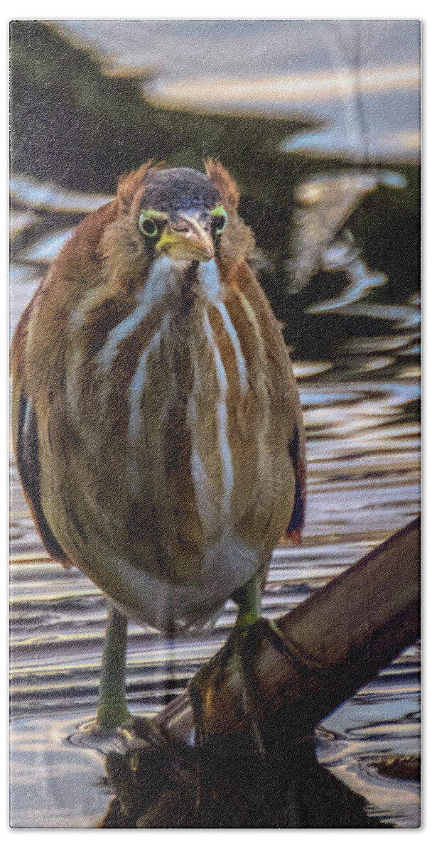 Bittern Hand Towel featuring the photograph American Bittern by Jaki Miller