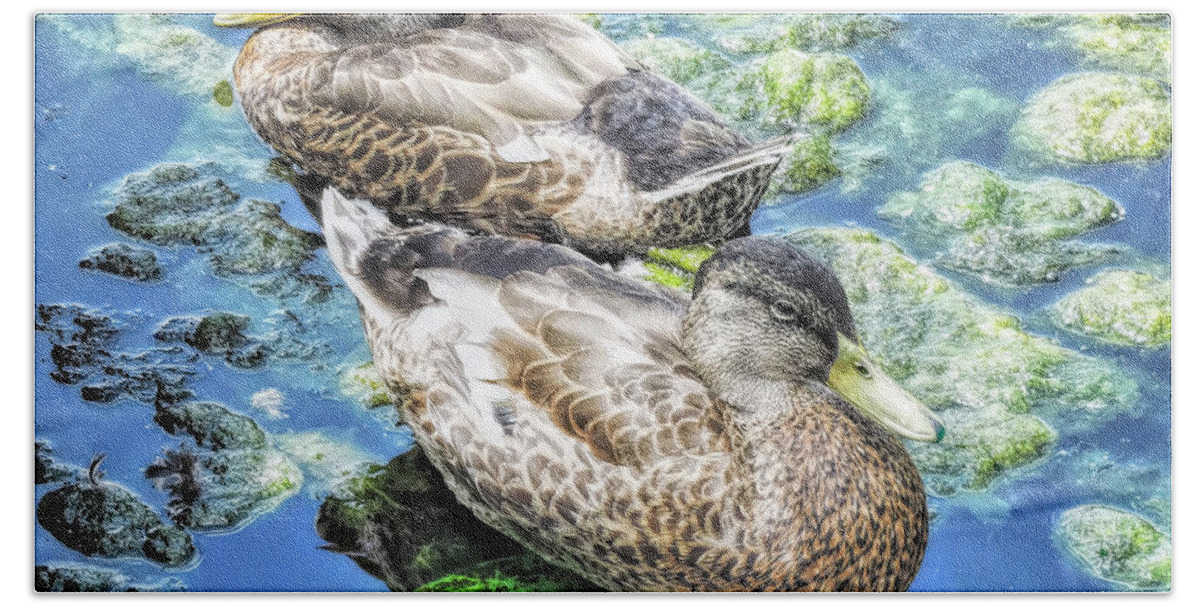 American Black Duck Hand Towel featuring the photograph American Black Duck by Susan Hope Finley