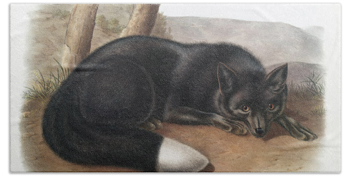 America Hand Towel featuring the mixed media American Black Fox. John Woodhouse Audubon by World Art Collective