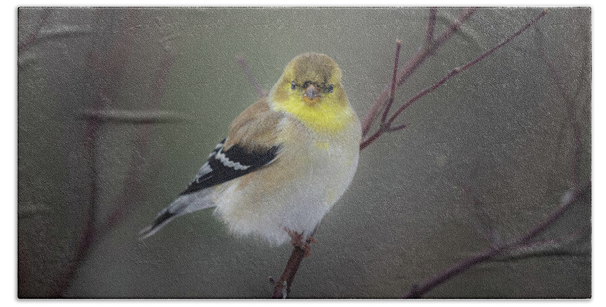 Bird Bath Towel featuring the photograph American Goldfinch In Winter Plumage by David Downs