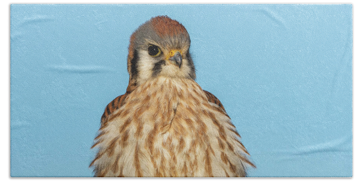 Afternoon Hand Towel featuring the photograph American Kestrel Female by Robert Potts