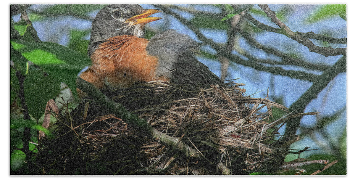 Nature Hand Towel featuring the photograph American Robin Sitting on Nest DSB0369 by Gerry Gantt