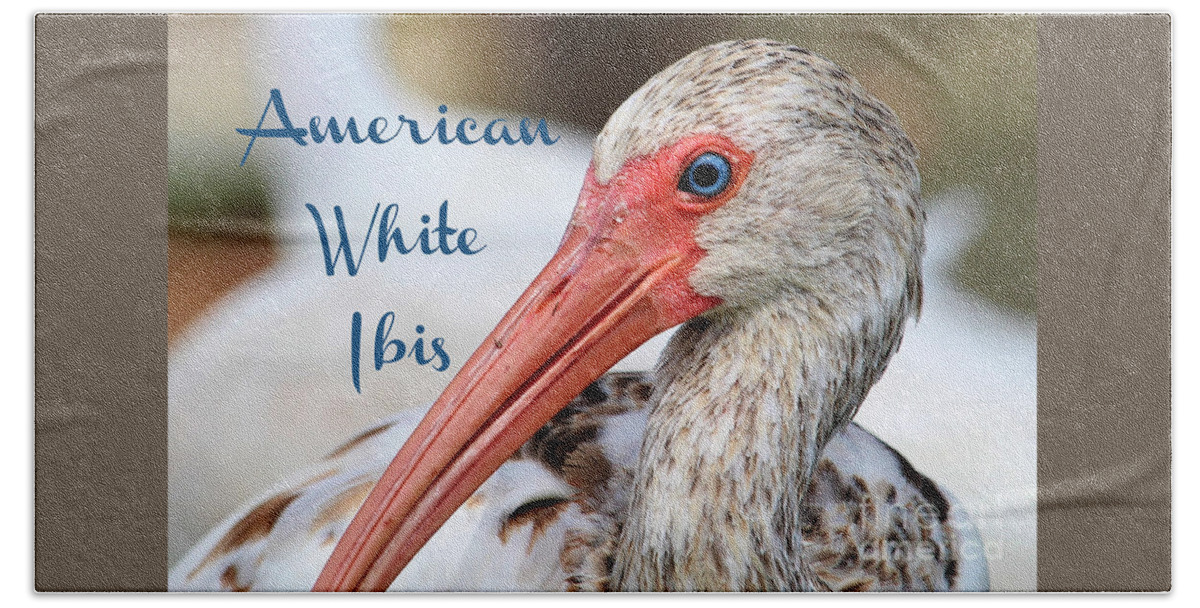 American White Ibis Hand Towel featuring the photograph American White Ibis by Joanne Carey