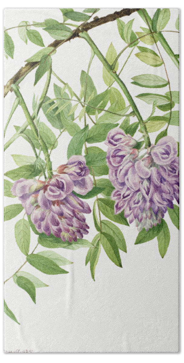 American Hand Towel featuring the painting American Wisteria by Mary Vaux Walcott. by World Art Collective