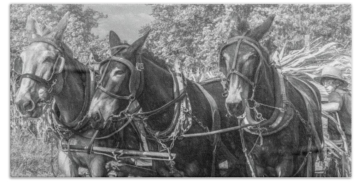 Horses Hand Towel featuring the photograph Amish Corn Harvest, Lancaster County by Marcy Wielfaert