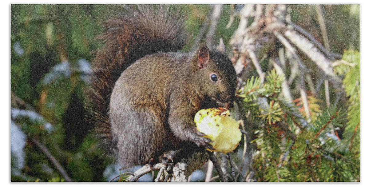 Gray Squirrel Bath Towel featuring the photograph An Apple A Day by Debbie Oppermann