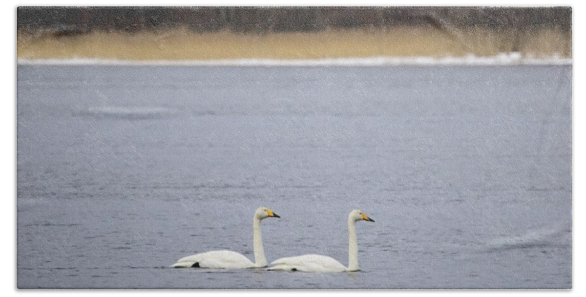  Bath Towel featuring the photograph And I will follow. Whooper swan by Jouko Lehto