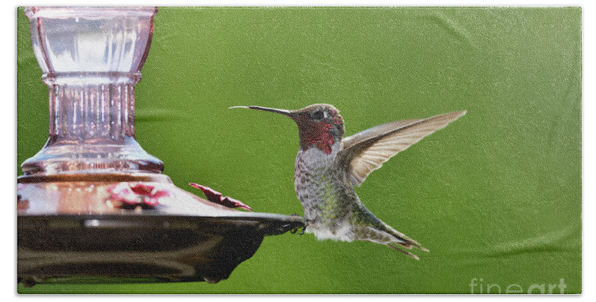 Calypte Anna Hand Towel featuring the photograph Anna's Hummingbird by Amazing Action Photo Video