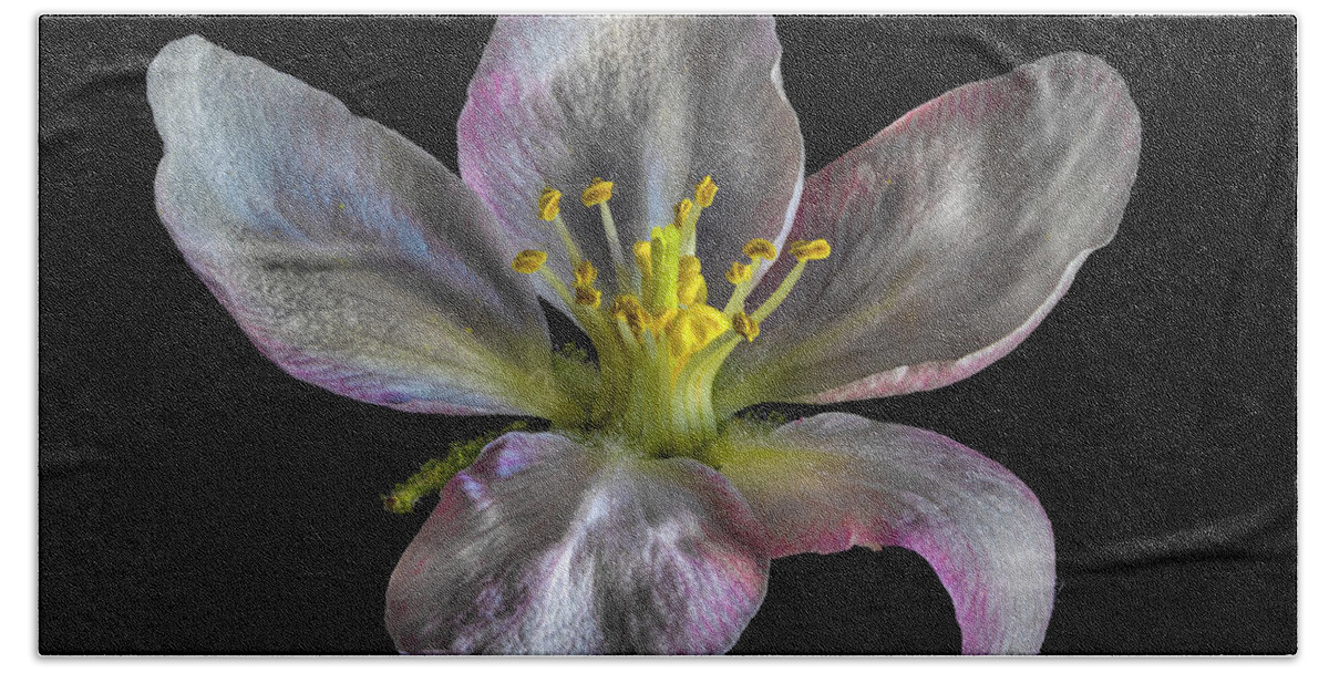 Apple Blossom Bath Towel featuring the photograph Apple Blossom 1 by Endre Balogh
