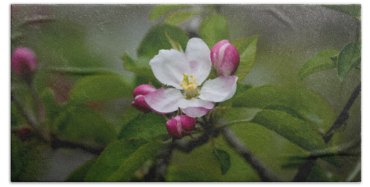 Flower Bath Sheet featuring the photograph Apple Blossom Pink by Linda Bonaccorsi