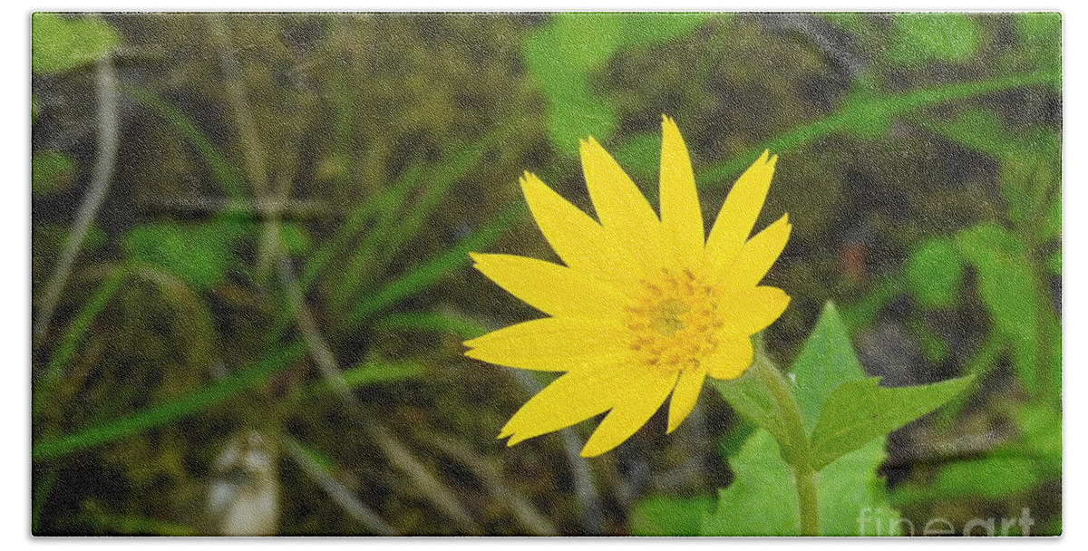 Arnica. Wildflower. Cariboo Bc Bath Towel featuring the photograph Arnica by Nicola Finch