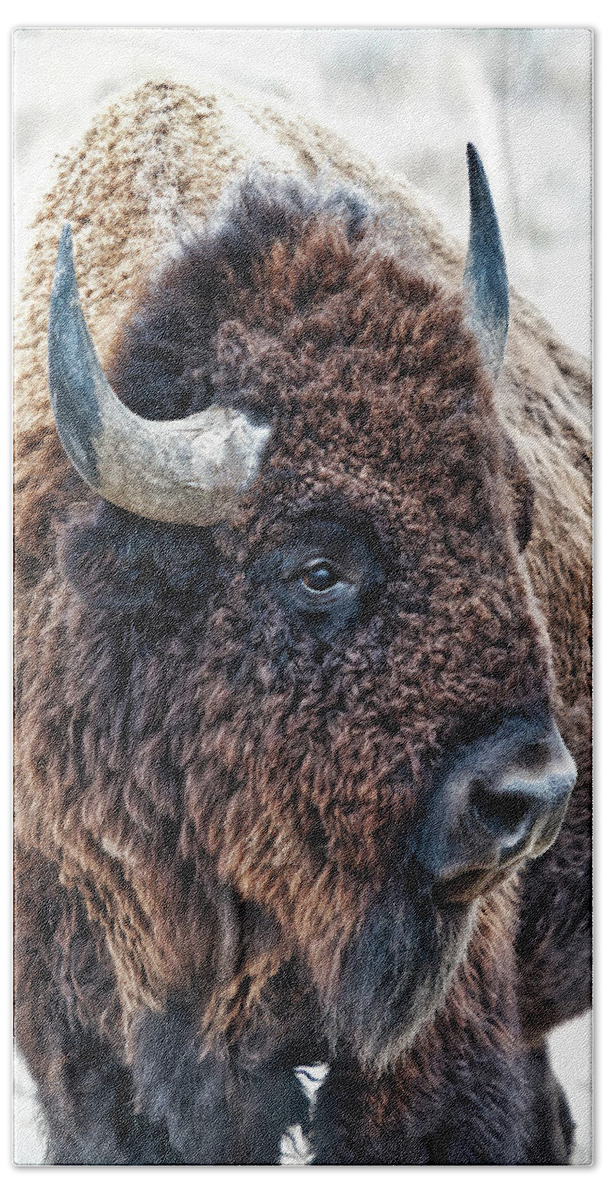 Olena Art Bath Towel featuring the photograph In The Presence of Bison in Rocky Mountain Arsenal National Wildlife Refuge by O Lena
