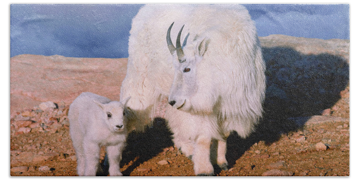 Olena Art Hand Towel featuring the photograph Above The Clouds. Mother and Kid - A young Rocky Mountain Goat stands inquisitively next to its Mom. by OLena Art