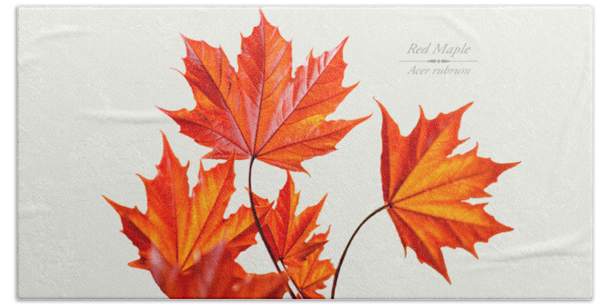 Leaves Bath Towel featuring the mixed media Red Maple by Christina Rollo