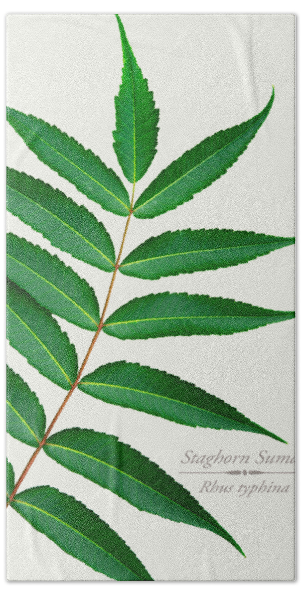 Leaves Bath Towel featuring the mixed media Staghorn Sumac by Christina Rollo