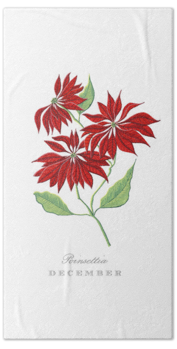 Poinsettia Bath Towel featuring the painting Poinsettia December Birth Month Flower Botanical Print on White - Art by Jen Montgomery by Jen Montgomery