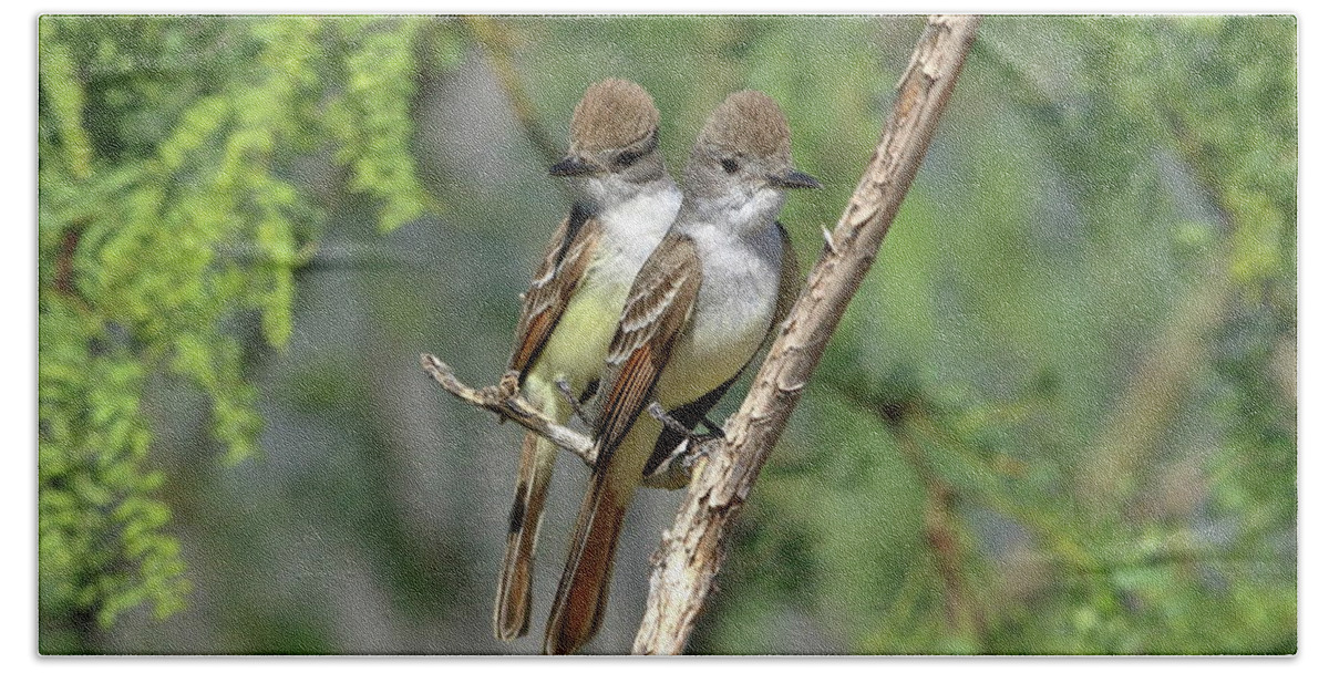 Birds Bath Towel featuring the photograph Ash-throated Flycatchers by Steve Wolfe