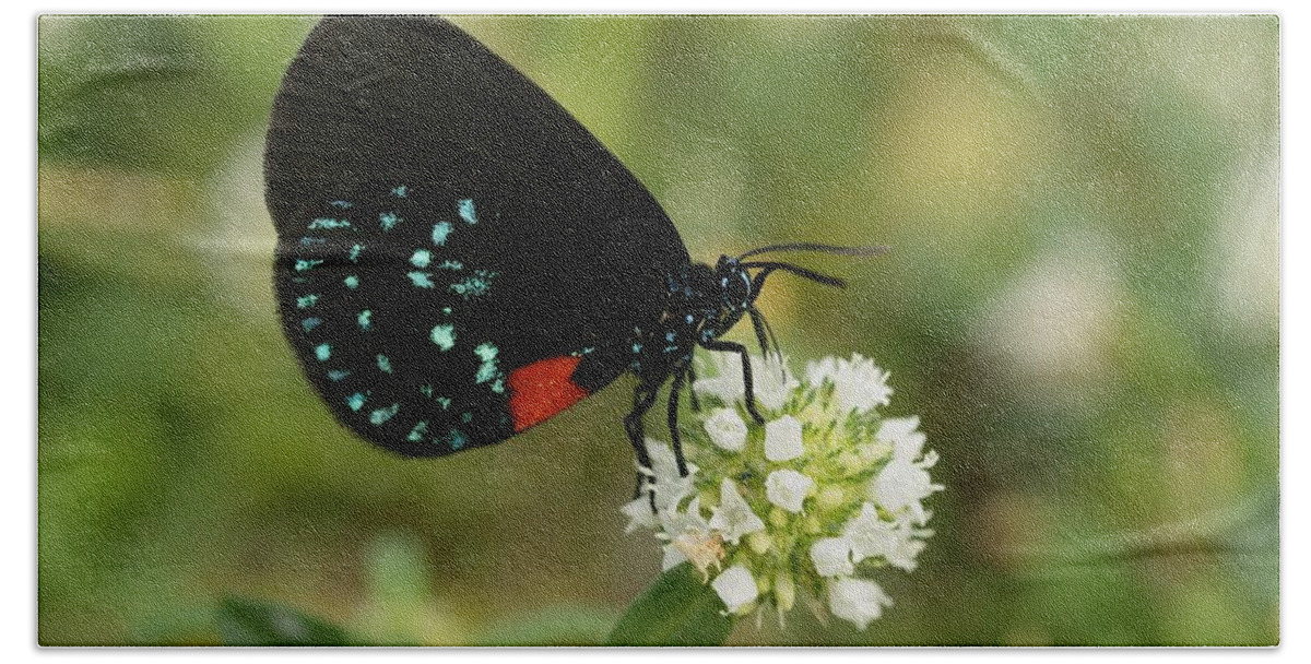 Butterfly Bath Towel featuring the photograph Atala Butterfly Nectaring by Bradford Martin
