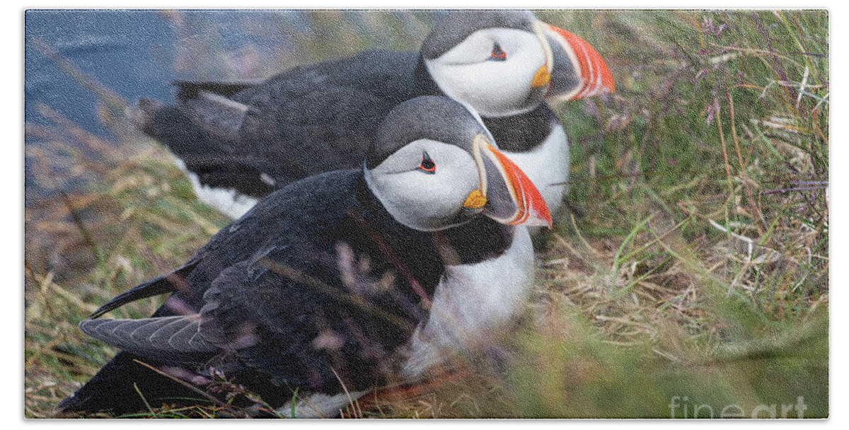 Photography Bath Towel featuring the photograph Atlantic Puffin Love by Erin Marie Davis