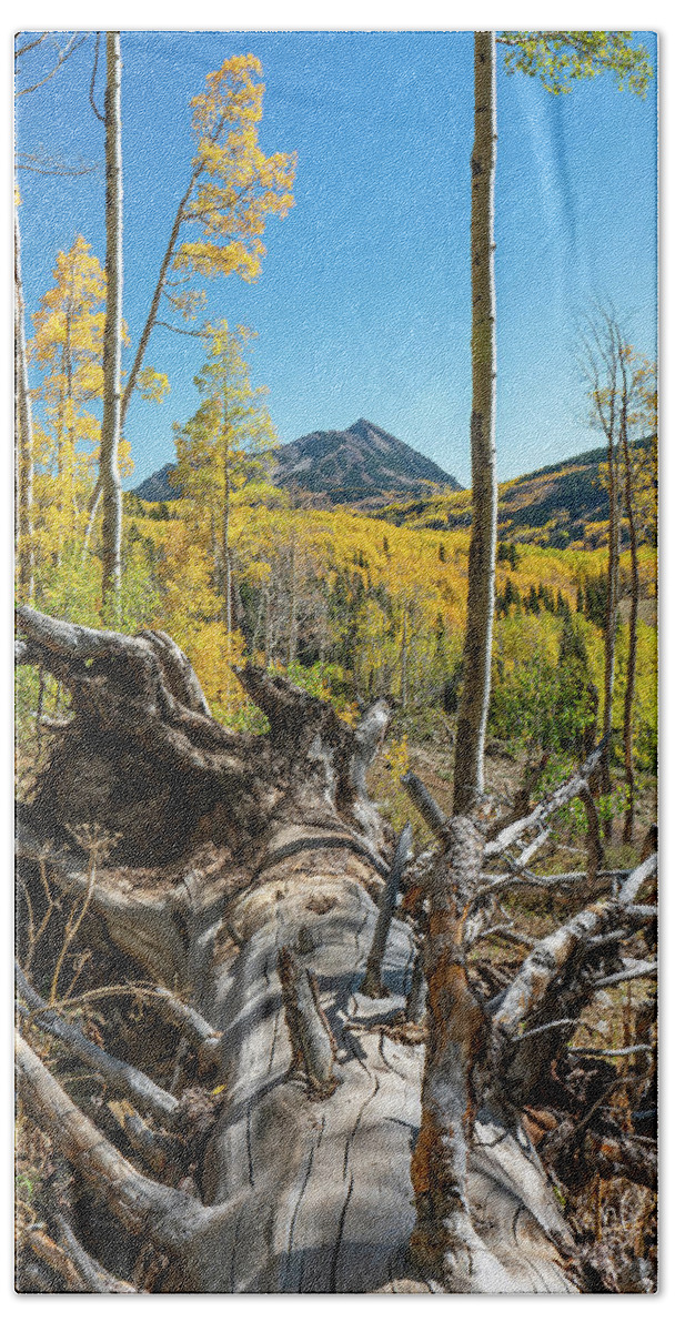 Aspens Hand Towel featuring the photograph Autumn in Gothic Valley 3 by Ron Long Ltd Photography