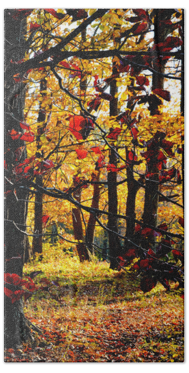 Nature Hand Towel featuring the photograph Autumn in the Piedmont No. 3 by Steve Ember