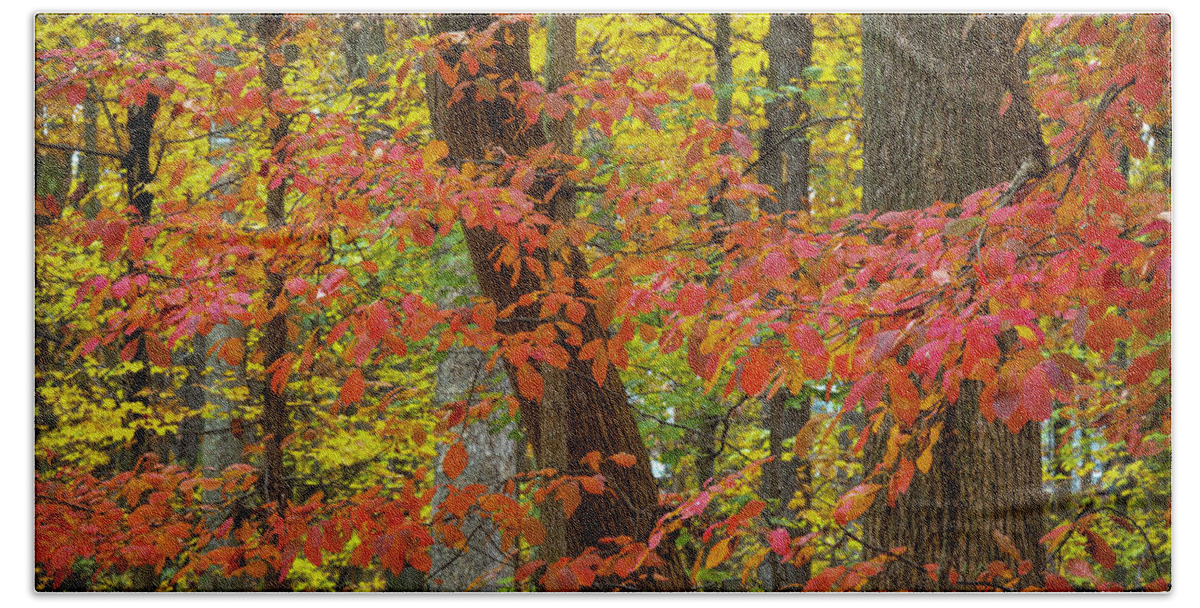 Autumn Bath Towel featuring the photograph Autumn Leaves II by Norman Reid