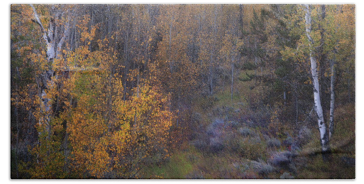 Aspens Bath Towel featuring the photograph Autumn Pastoral by David Chasey