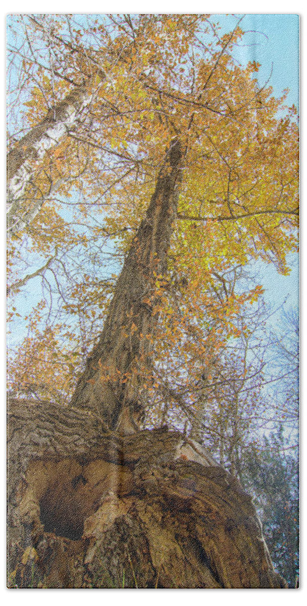 Tree Hand Towel featuring the photograph Autumn Tree by Gary Beeler