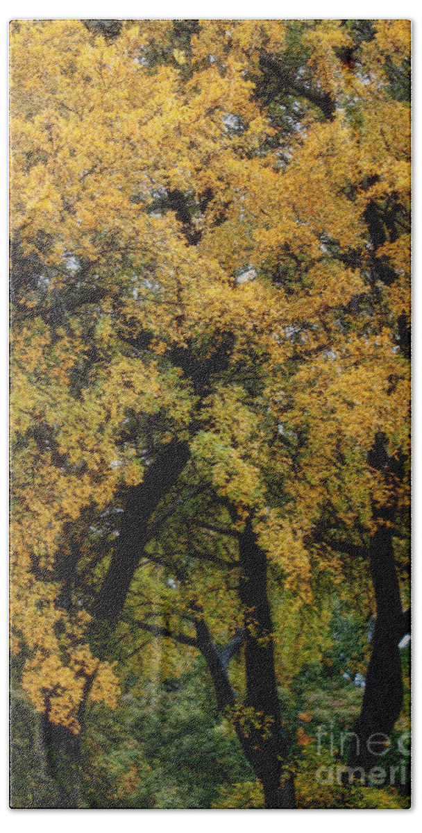 Trees Hand Towel featuring the photograph Autumn Tree by Joan Bertucci