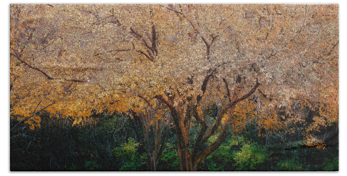 Trees Bath Towel featuring the photograph Autumn Yellow Trees by David Chasey