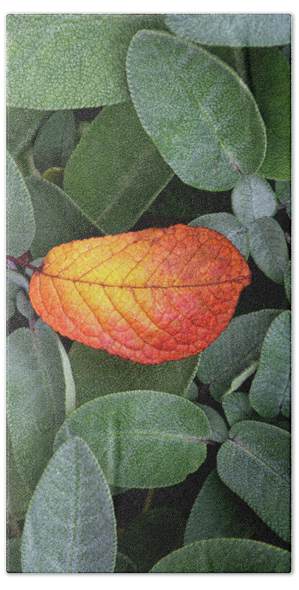 Autumnal Bath Towel featuring the photograph Autumnal leaf in a sage bush by Bernhard Schaffer