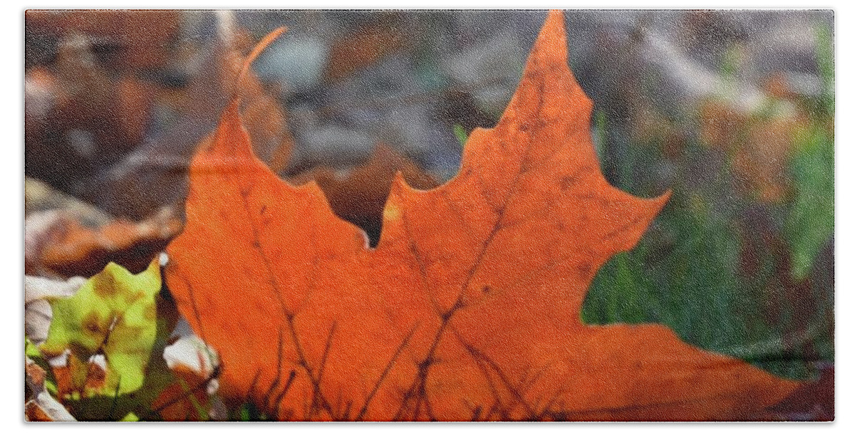 Leaf Bath Towel featuring the photograph Autumns best by Bruce Carpenter