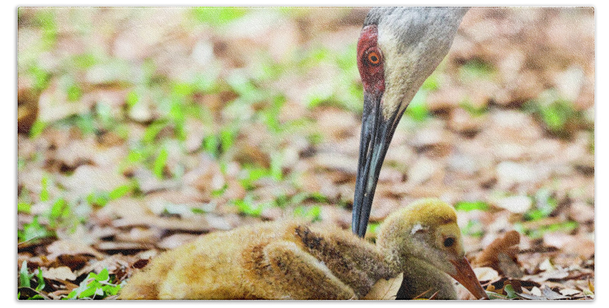Baby Hand Towel featuring the photograph Baby and Mama Sandhill Crane by Tahmina Watson