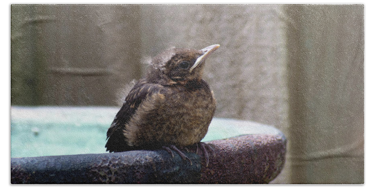 Baby black bird Hand Towel by John Wright - Pixels