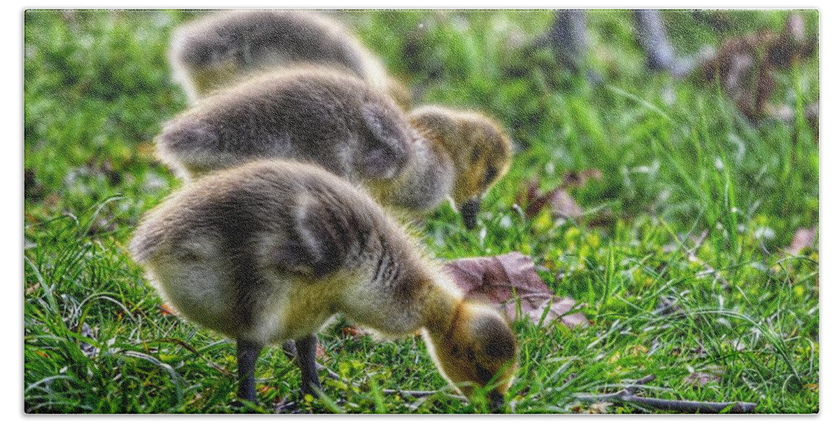 Photo Bath Towel featuring the photograph Baby Geese by Evan Foster