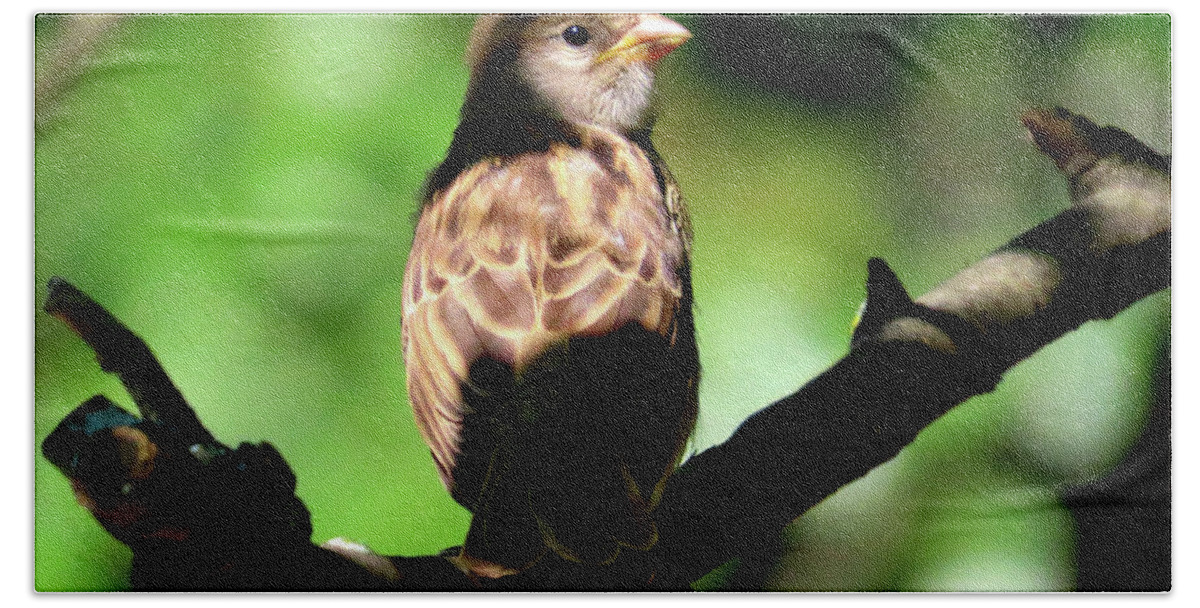 Birds Bath Towel featuring the photograph Baby House Sparrow in the Shadows by Linda Stern