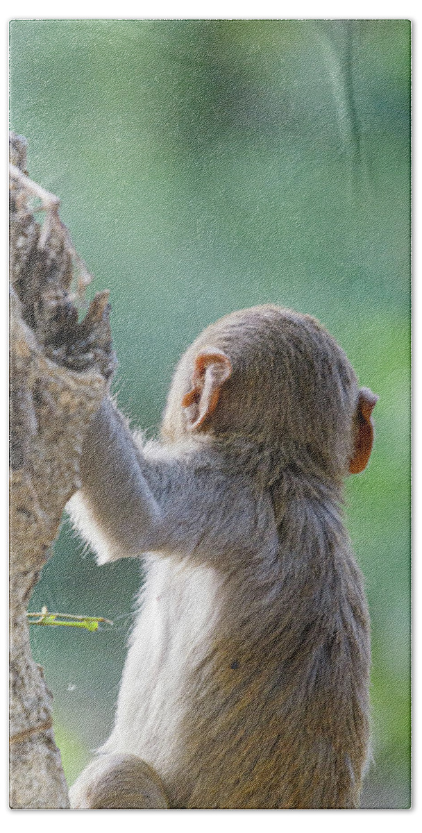 India Bath Towel featuring the photograph Baby macaque by Adrian O Brien