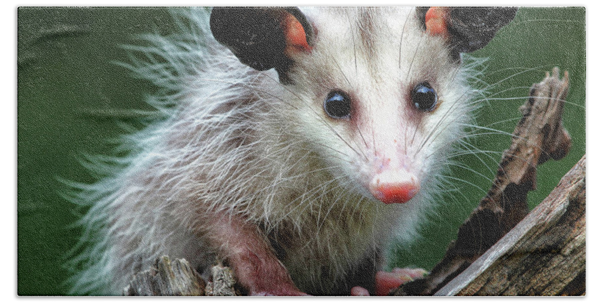  Hand Towel featuring the photograph Baby Opossum by William Rainey