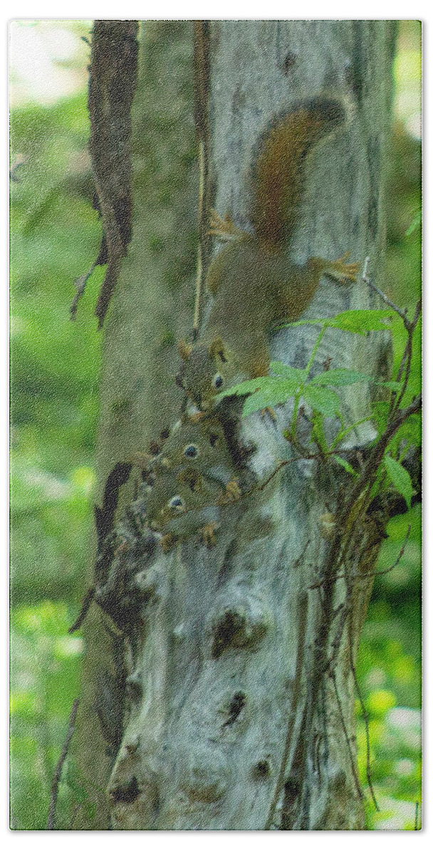 Squirrels Hand Towel featuring the photograph Baby Squirrels by Geoff Jewett