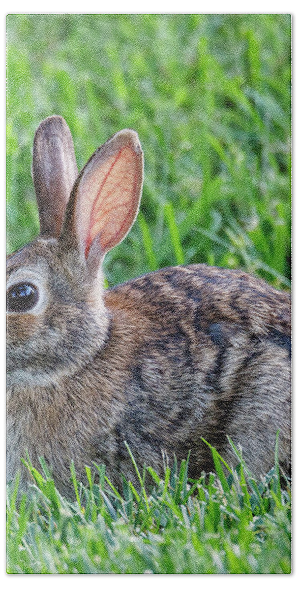 Rabbit Hand Towel featuring the photograph Backyard Bunny by David Beechum