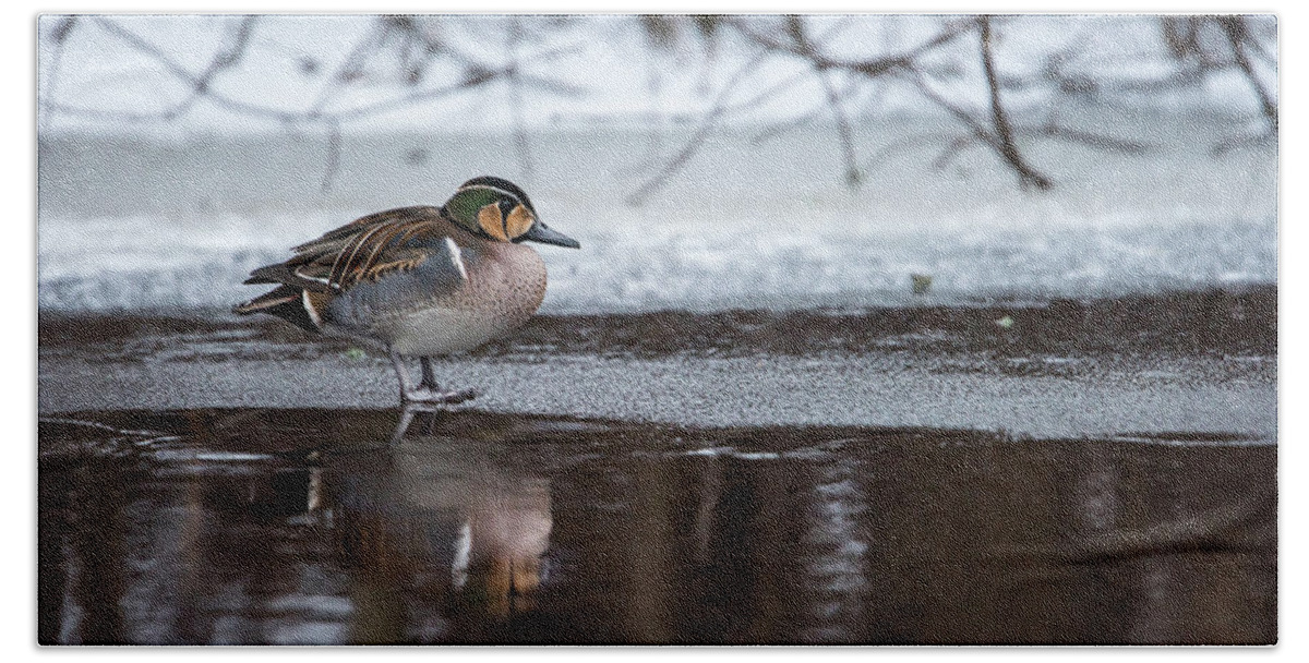 Baikal Teal Bath Towel featuring the photograph Baikal Teal a rare visitor in Sweden by Torbjorn Swenelius