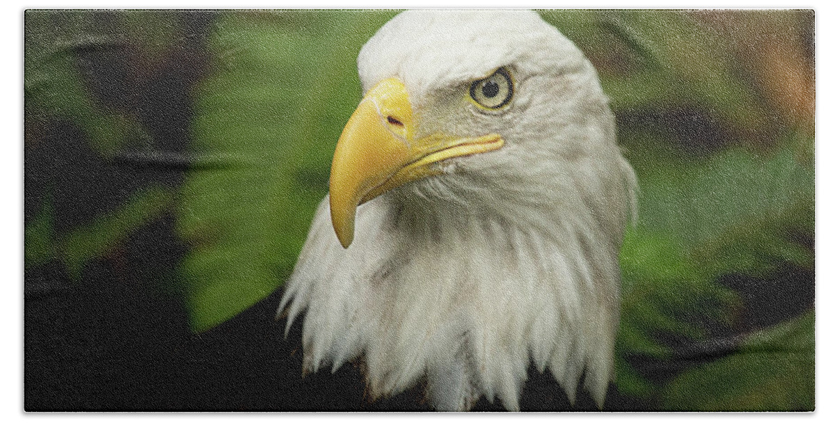 Bald Eagle Hand Towel featuring the photograph Bald Eagle by Bob Cournoyer