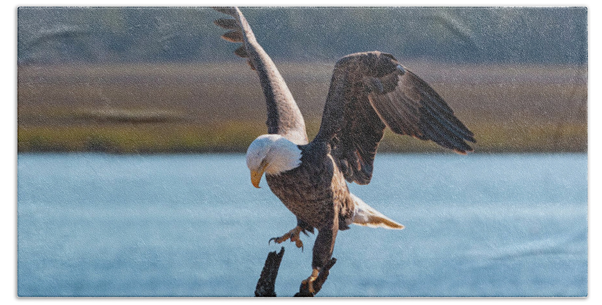 Bald Eagle Hand Towel featuring the photograph Bald Eagle Landing by D K Wall