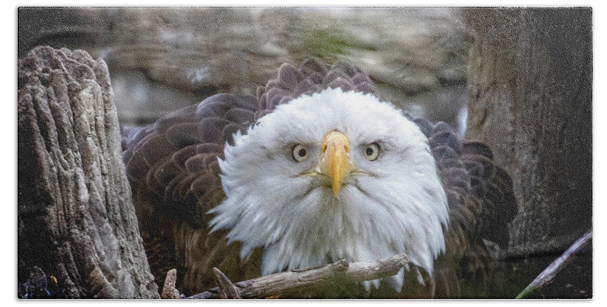 Eagle Bath Towel featuring the photograph Bald Eagle Stare by Alan Raasch