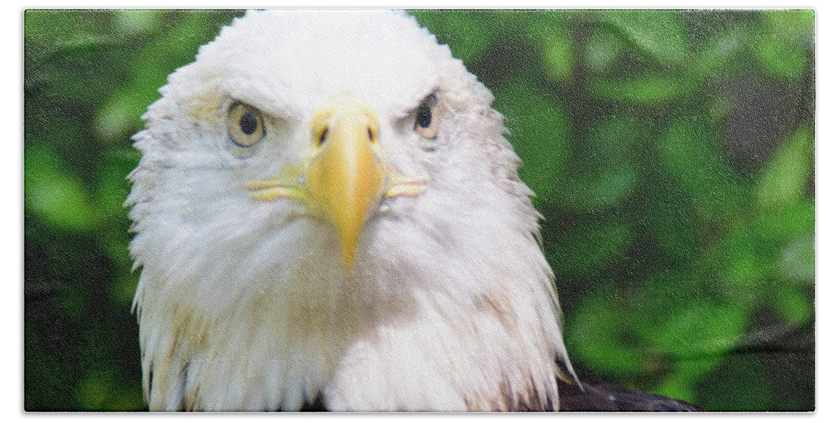 Bird Bath Towel featuring the photograph Bald Eagle Stare by Ed Stokes